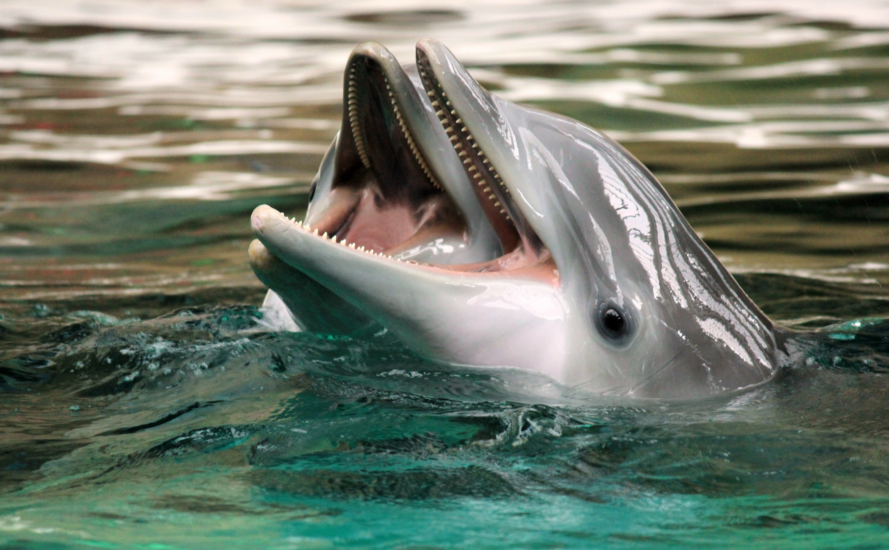 Großer Tümmler (Delfin) Zoo Duisburg