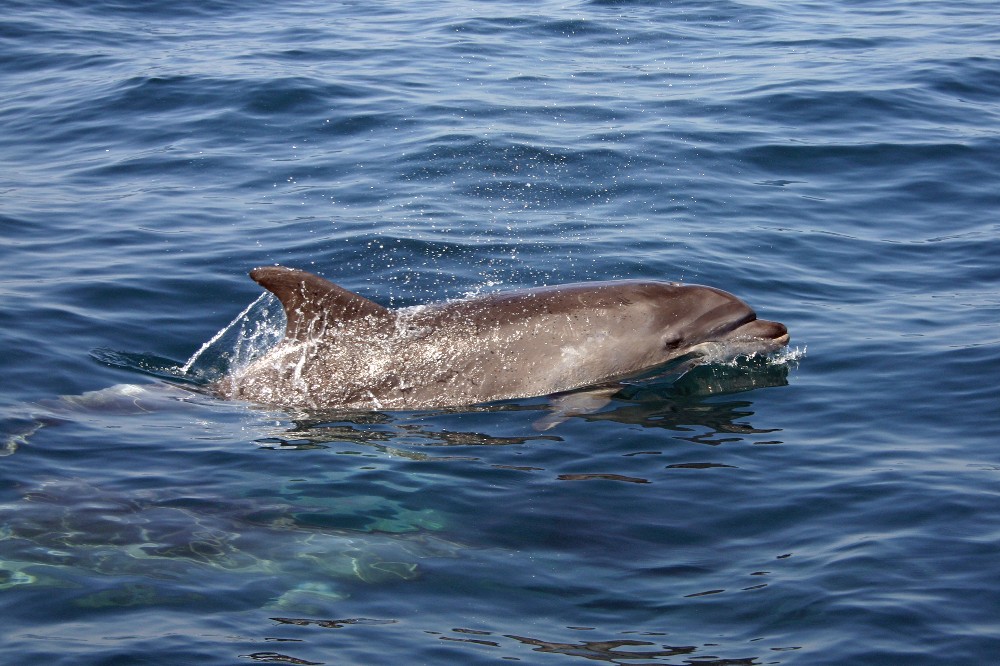 Großer Tümmler (Tursiops truncatus)