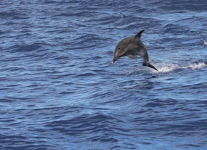 Grosser Tümmler (Tursiops truncatus)