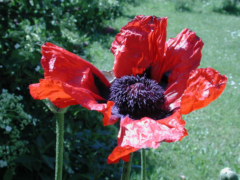 Großer Türkischer Mohn