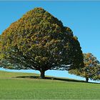 Grosser und kleiner Baum