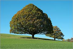 Grosser und kleiner Baum