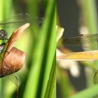  Großer und Kleiner Blaupfeil