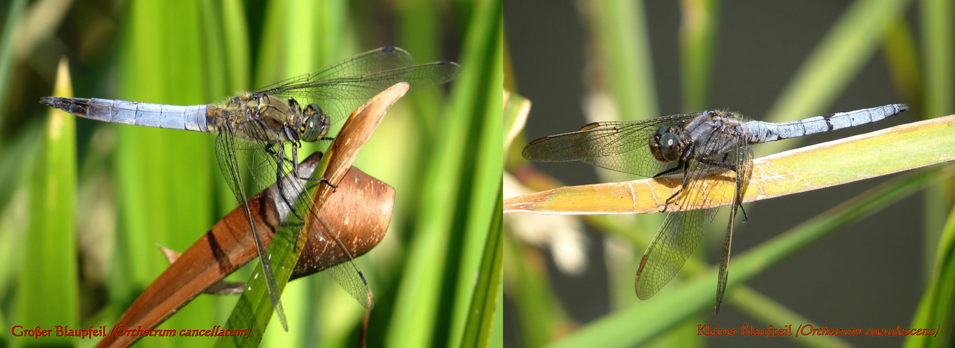  Großer und Kleiner Blaupfeil