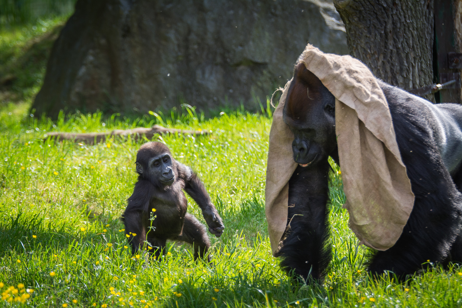 großer und kleiner Gorilla - Zoo Leipzig