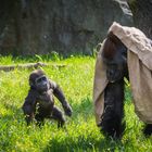 großer und kleiner Gorilla - Zoo Leipzig