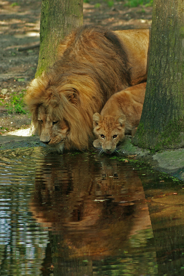 Großer und kleiner Löwe