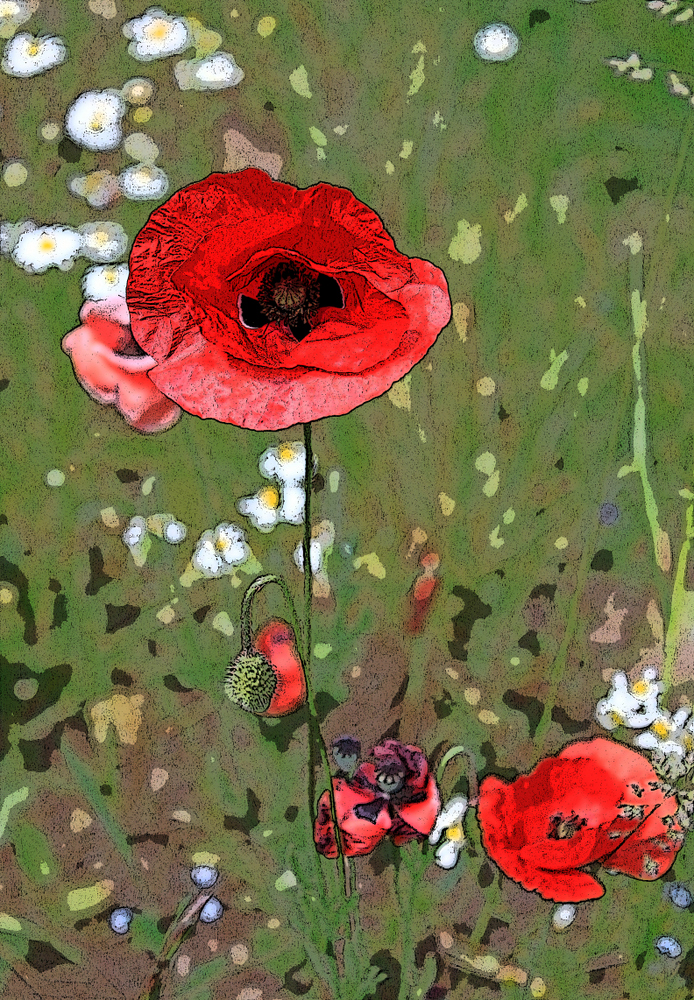 Großer und kleiner Mohn, Variation 1