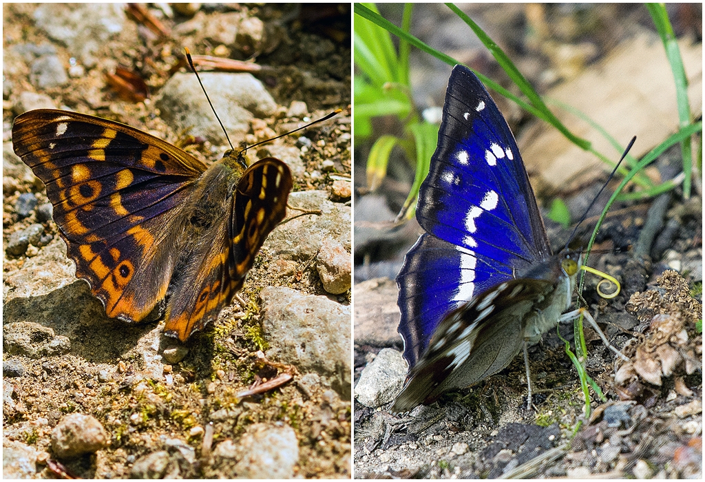 Großer und kleiner Schillerfalter