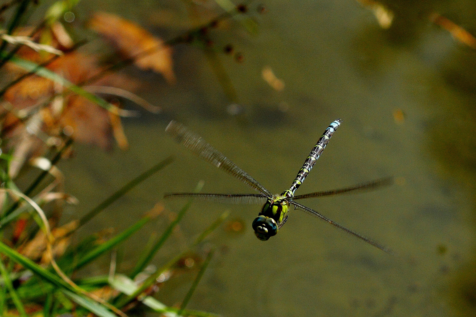 Großer und schneller Flieger