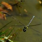 Großer und schneller Flieger