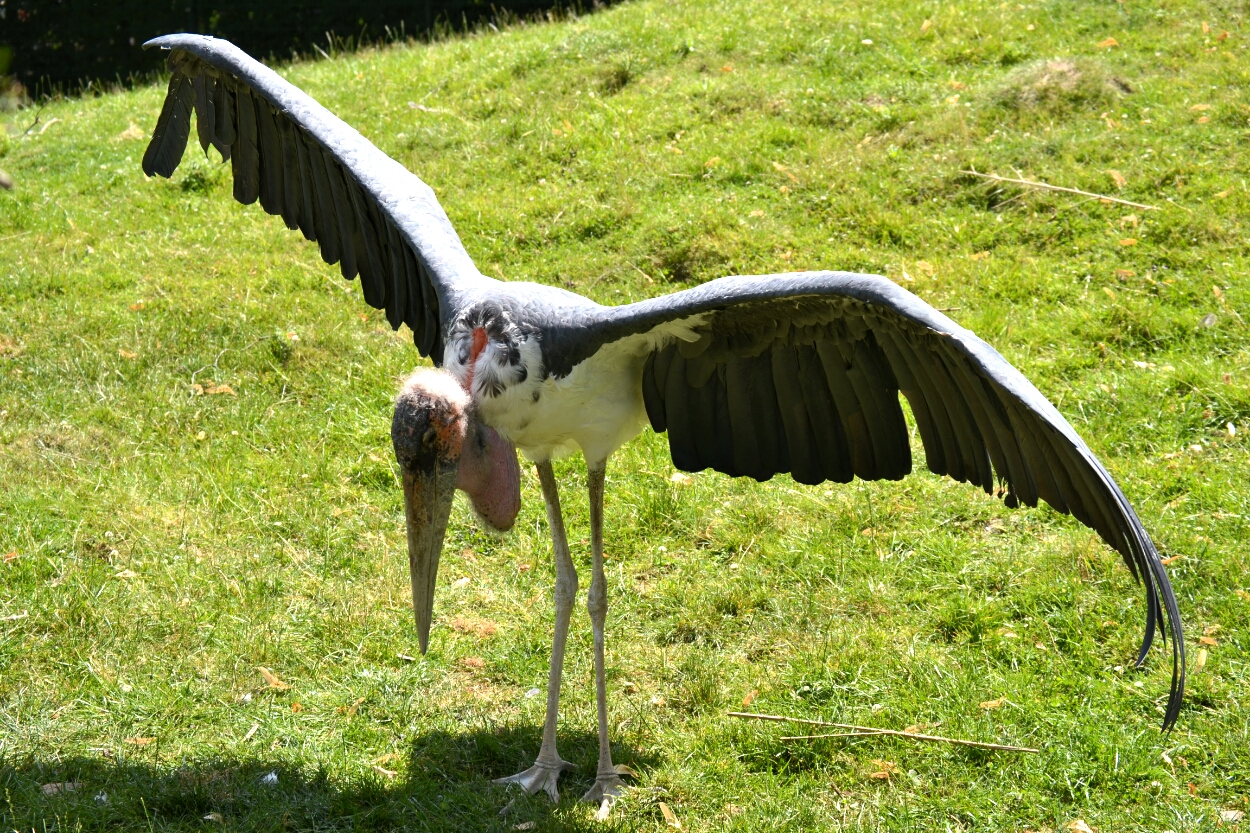 Großer Vogel :)