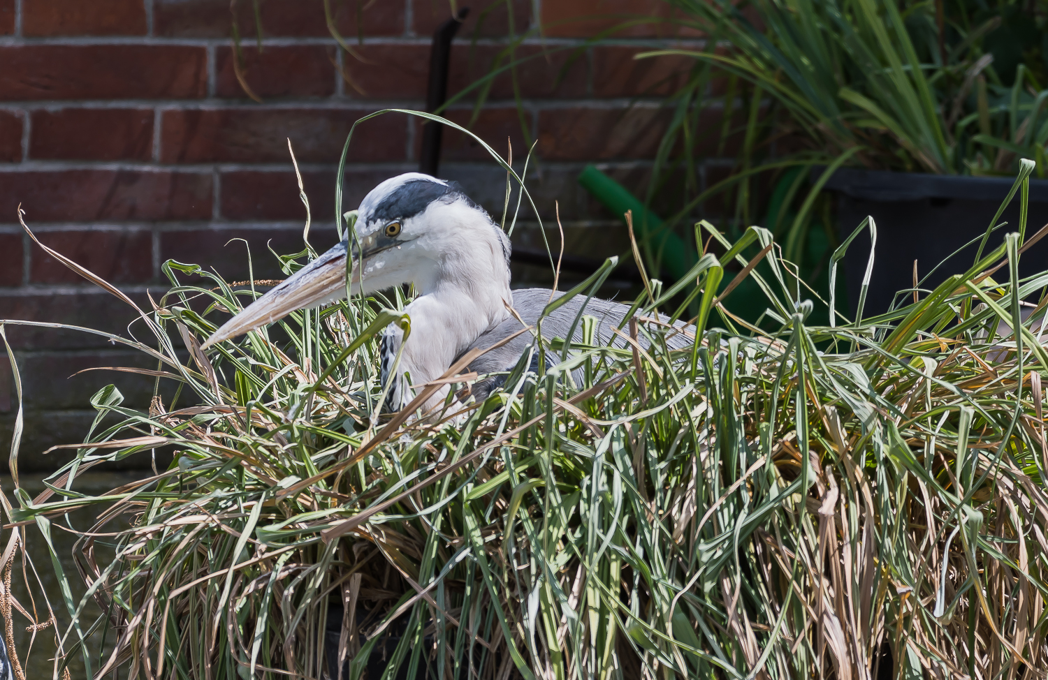 GROSSER VOGEL