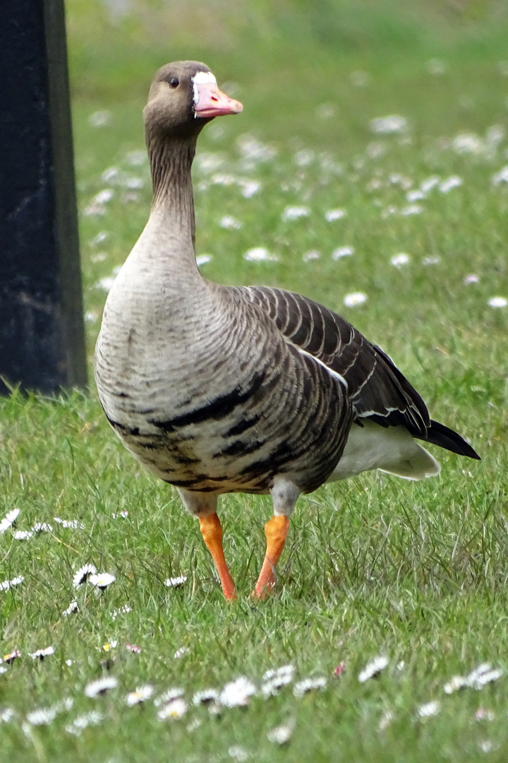 großer Vogel 