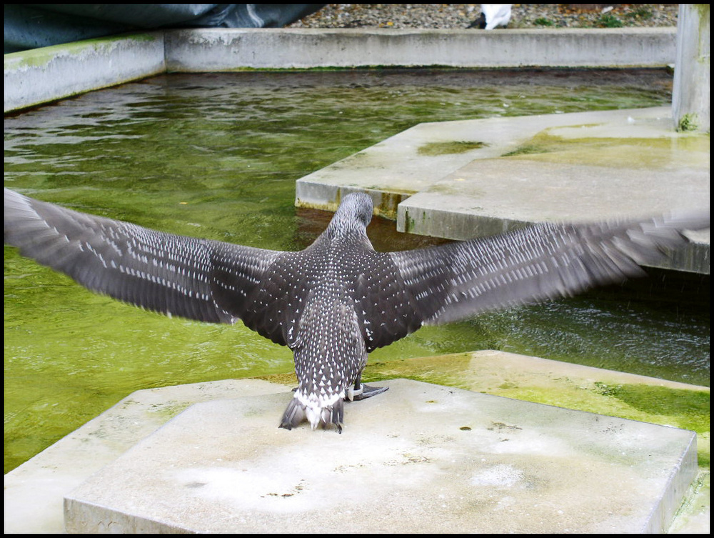 * großer Vogel *