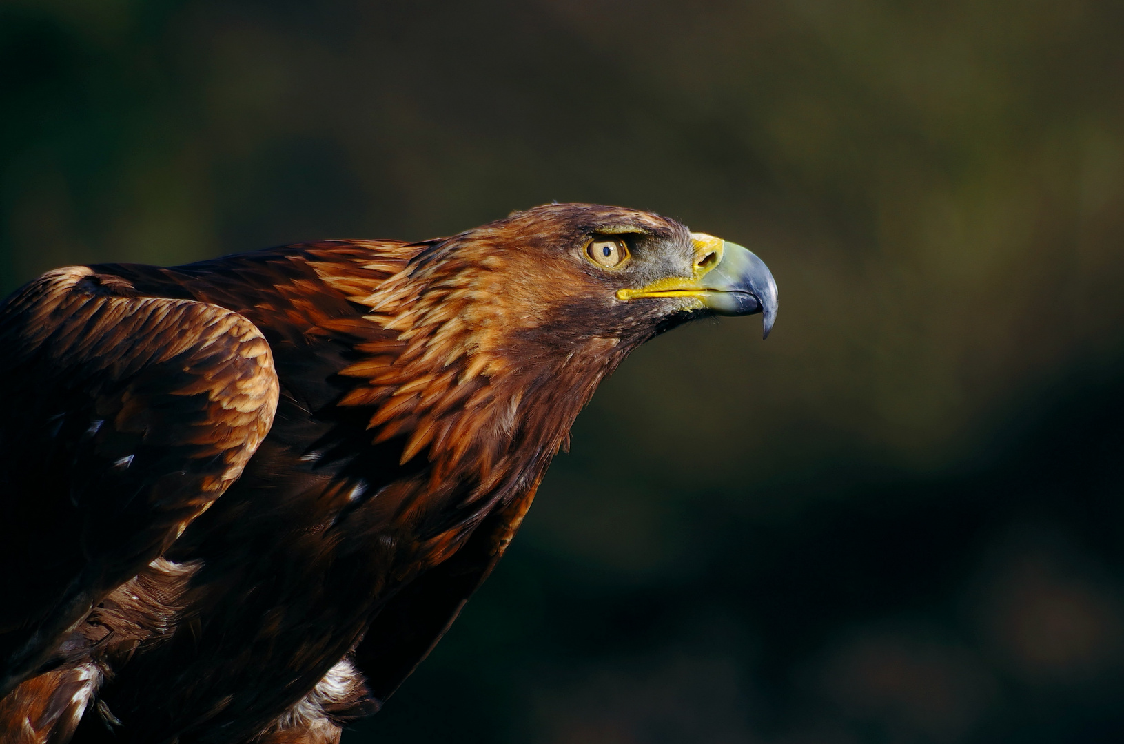 "Großer Vogel"