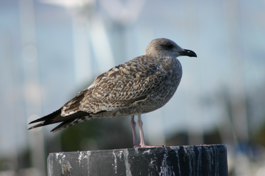 ..:Großer Vogel auf schiefem Stamm welcher am Wasser stand:..