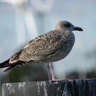 ..:Großer Vogel auf schiefem Stamm welcher am Wasser stand:..