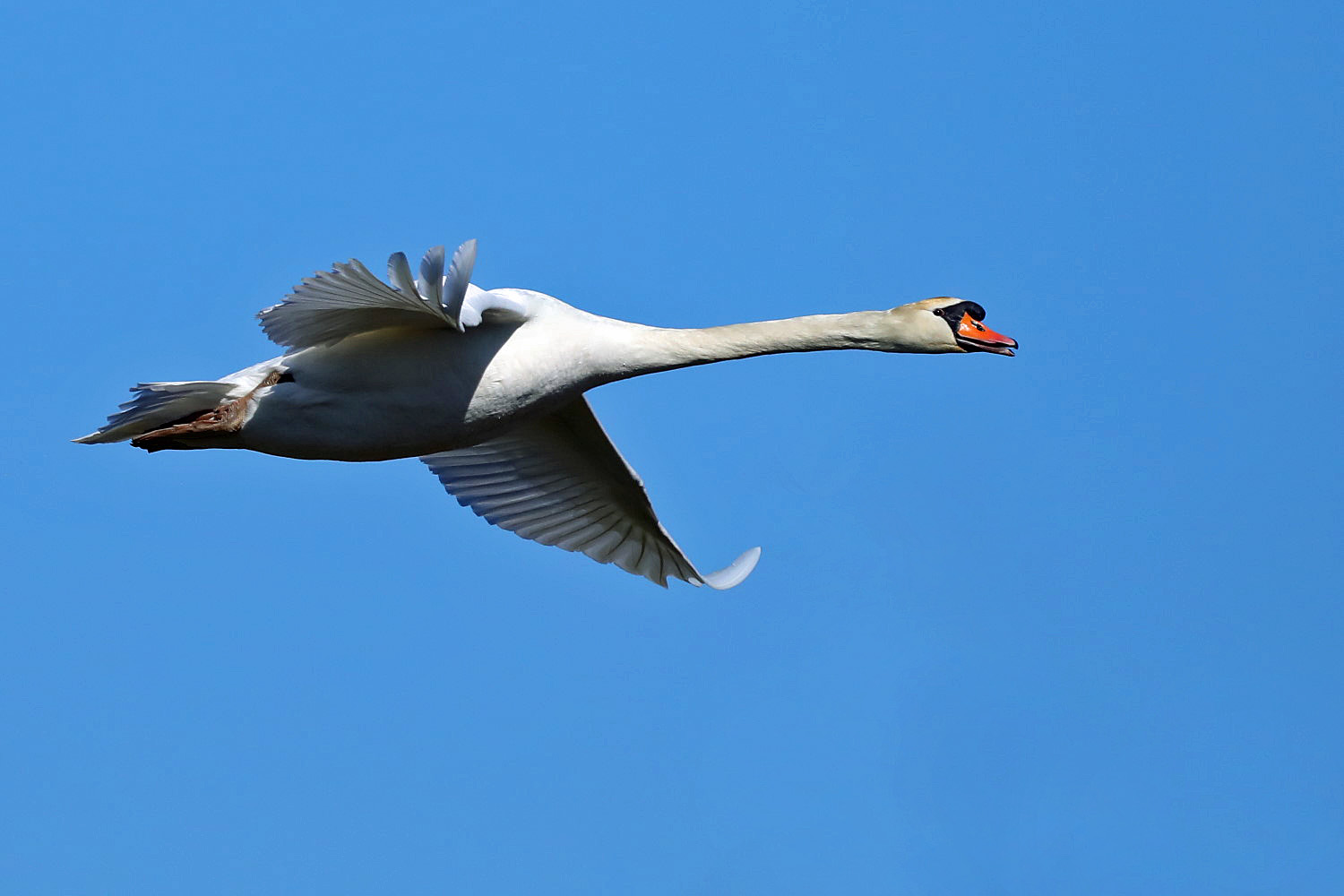 großer Vogel...