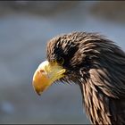 Großer Vogel = großer Schnabel :-)