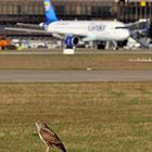 Großer Vogel ... kleiner Vogel