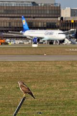 Großer Vogel ... kleiner Vogel