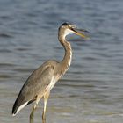 Großer Vogel mit großem Schnabel!