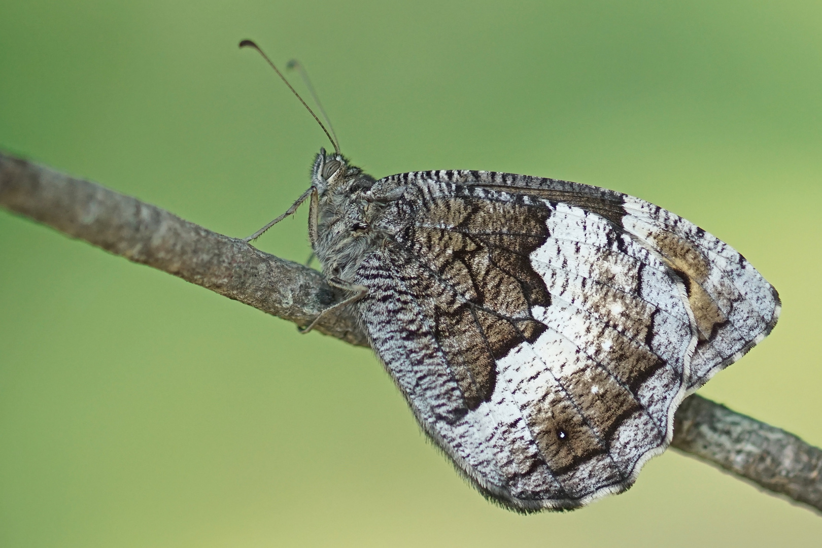 Großer Waldportier (Hipparchia fagi)