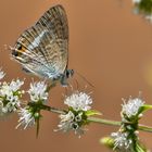 Großer Wanderbläuling (Lampides boeticus)