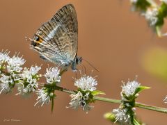 Großer Wanderbläuling (Lampides boeticus)