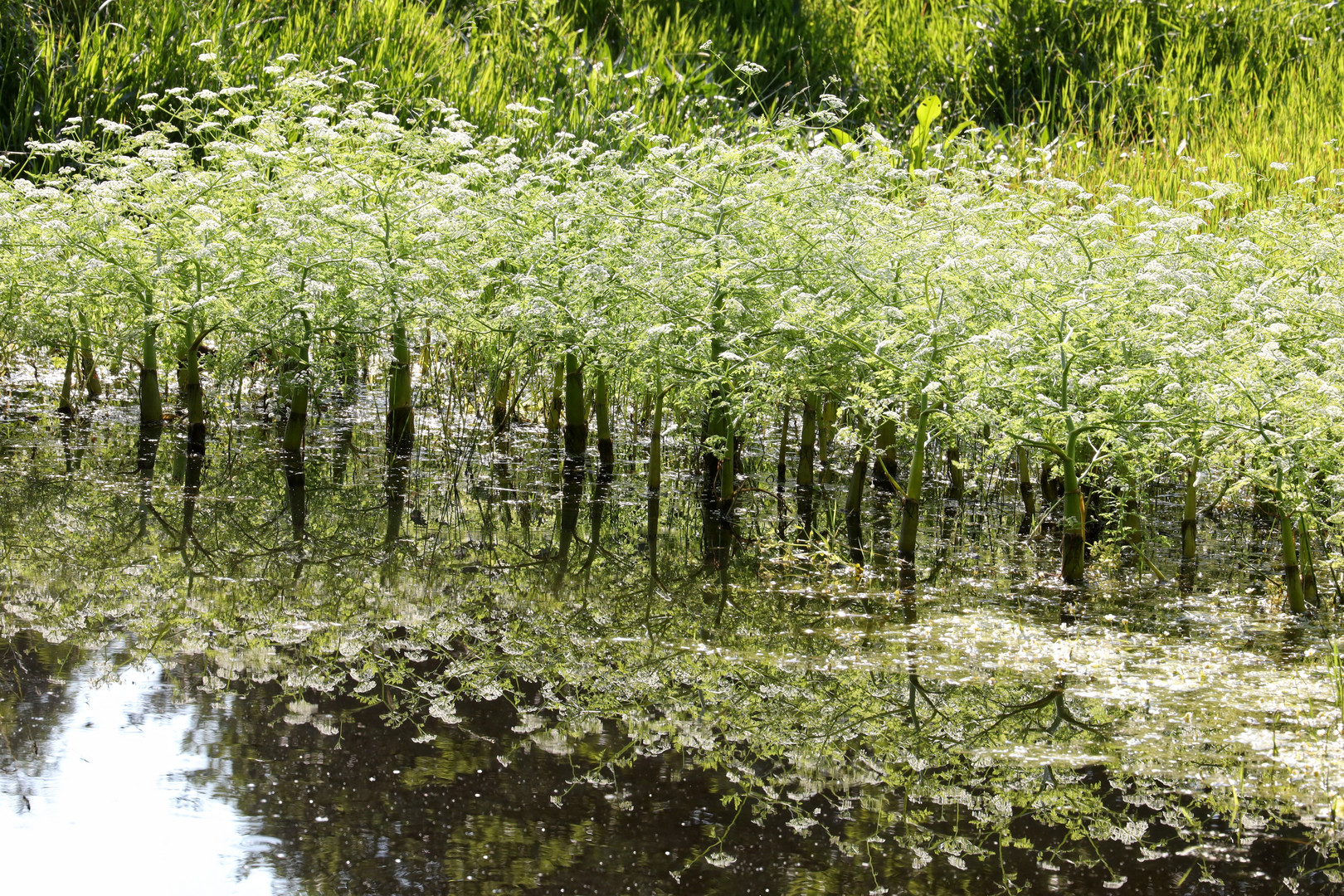 grosser Wasserfenchel  -  (Oenanthe aquatica)