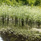 grosser Wasserfenchel  -  (Oenanthe aquatica)