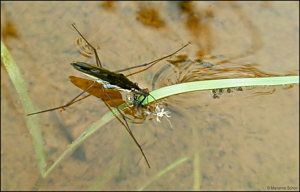 *Großer Wasserläufer *  