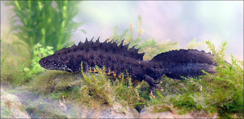 Großer Wassermolch Foto & Bild natur, tiere, wildlife Bilder auf