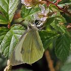 Grosser weiblicher Kohlweissling-Pieris brassicae...