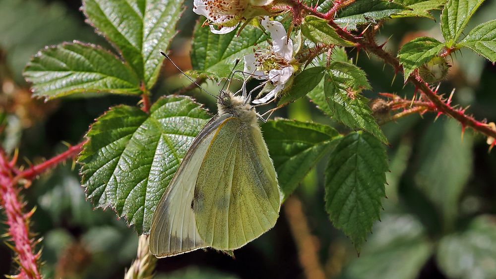 Grosser weiblicher Kohlweissling-Pieris brassicae...