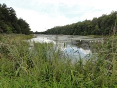 Grosser Weiher bei Boncourt Kt.JU CH