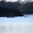 Großer Weiher Wittgenborn (Wächtersbach)