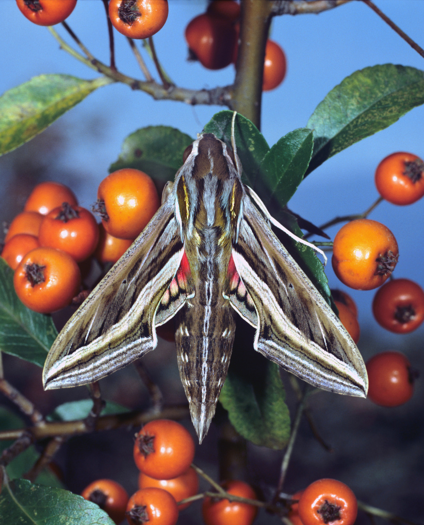 Großer Weinschwärmer,  Hippotion celerio, Silver-striped hawk-moth, silver striped hawk moth 