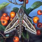 Großer Weinschwärmer,  Hippotion celerio, Silver-striped hawk-moth, silver striped hawk moth 