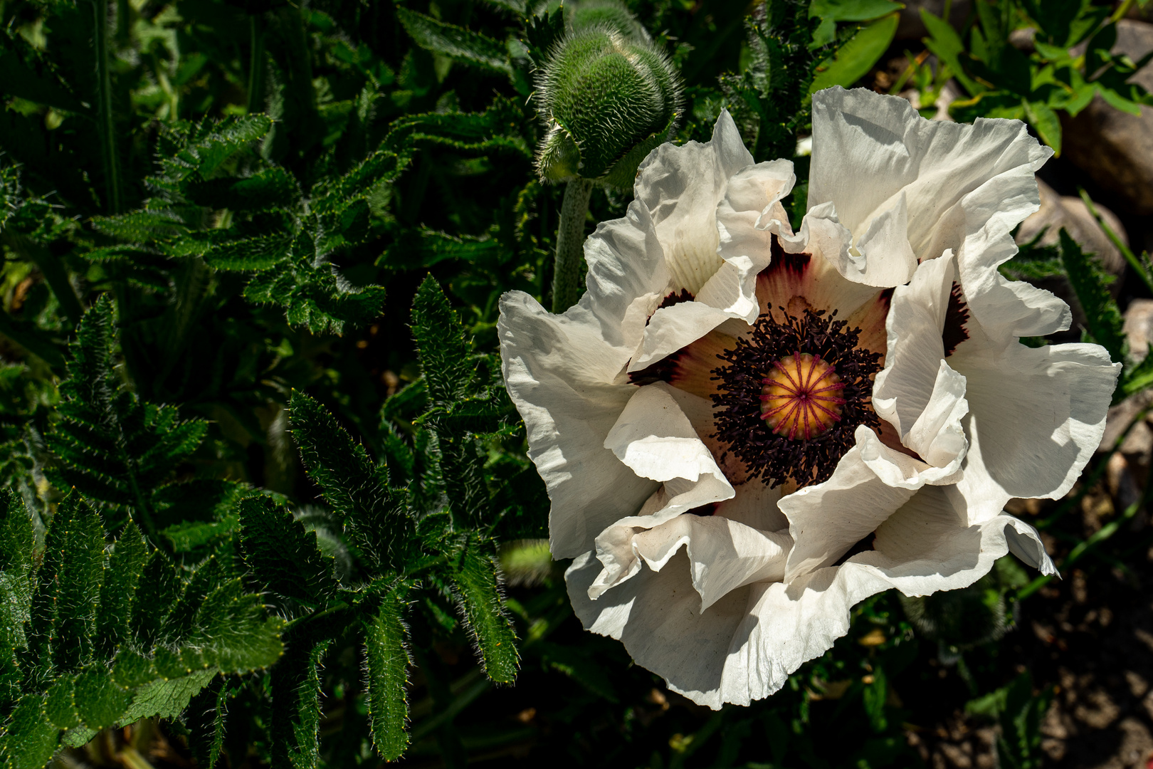 Großer weißer Mohn