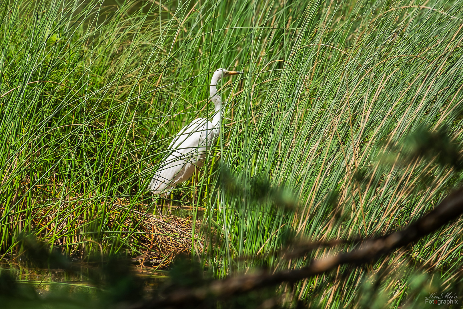 Großer weißer Vogel