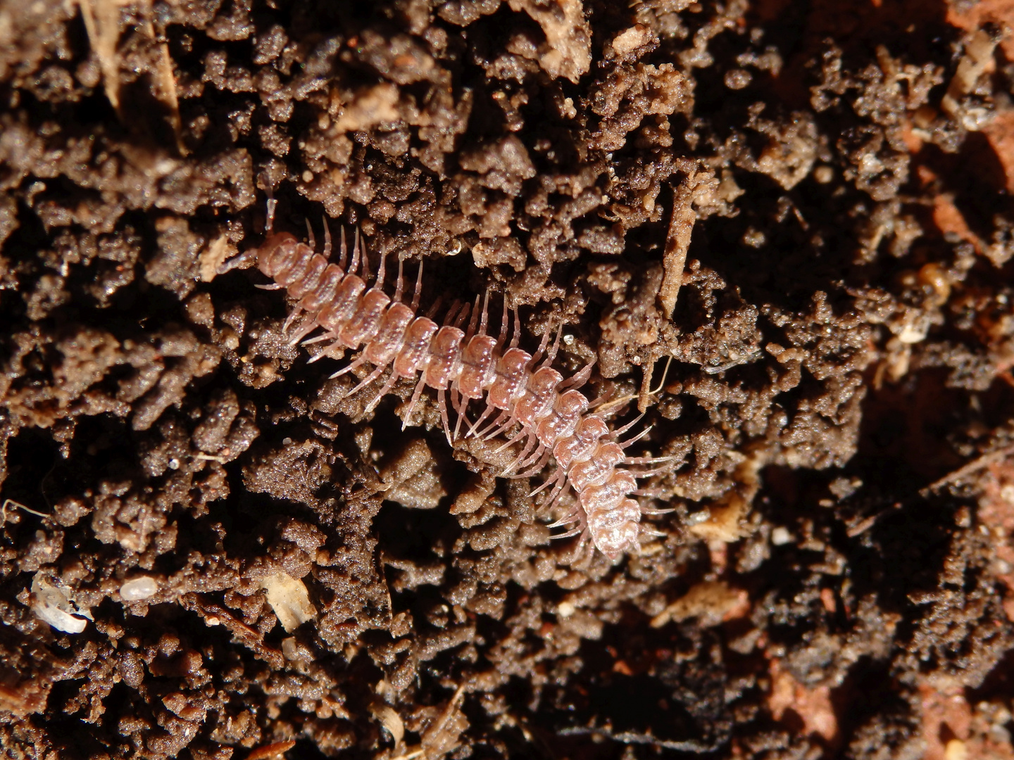 Großer westlicher Bandfüßer (Polydesmus angustus)