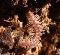 Großer westlicher Bandfüßer (Polydesmus angustus)