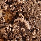 Großer westlicher Bandfüßer (Polydesmus angustus)