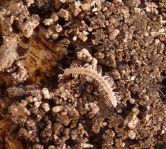 Großer westlicher Bandfüßer (Polydesmus angustus)