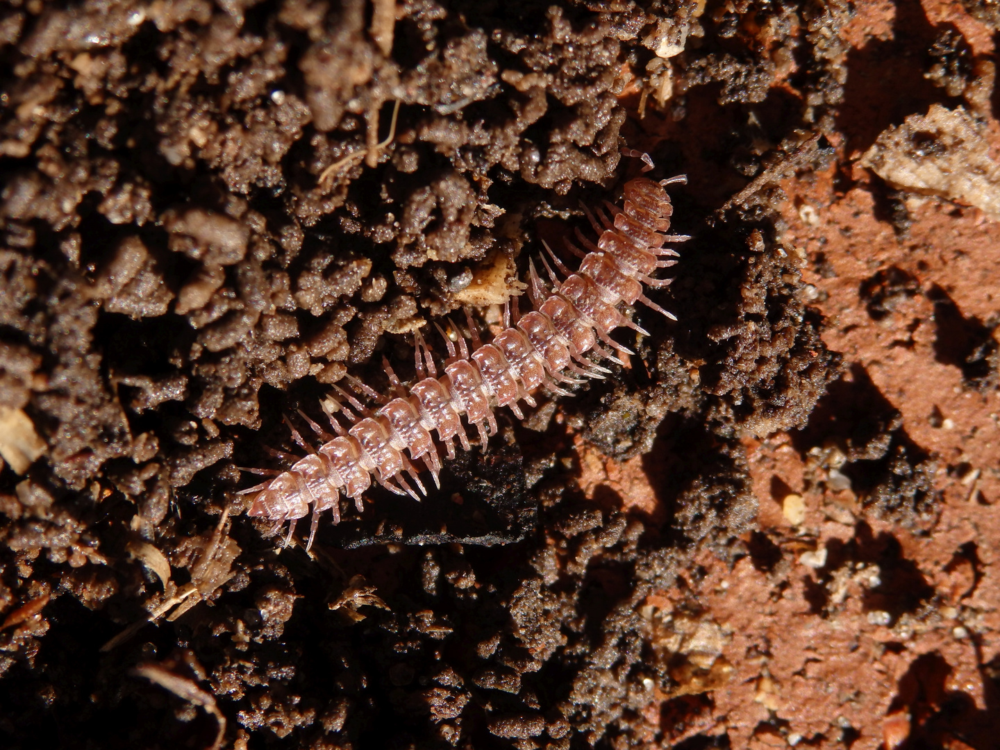 Großer westlicher Bandfüßer (Polydesmus angustus)