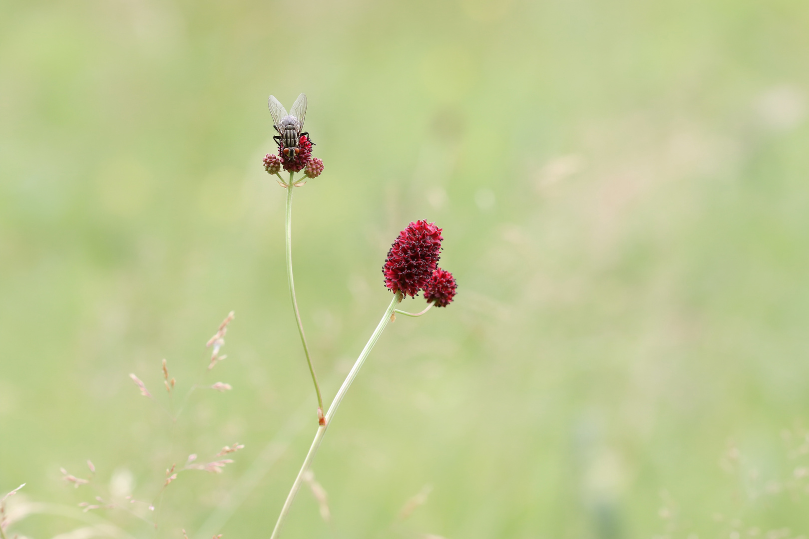 Großer Wiesenknopf