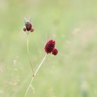 Großer Wiesenknopf