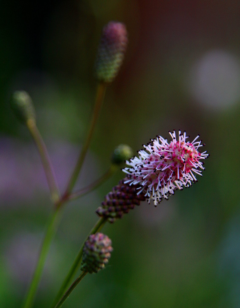 großer Wiesenknopf